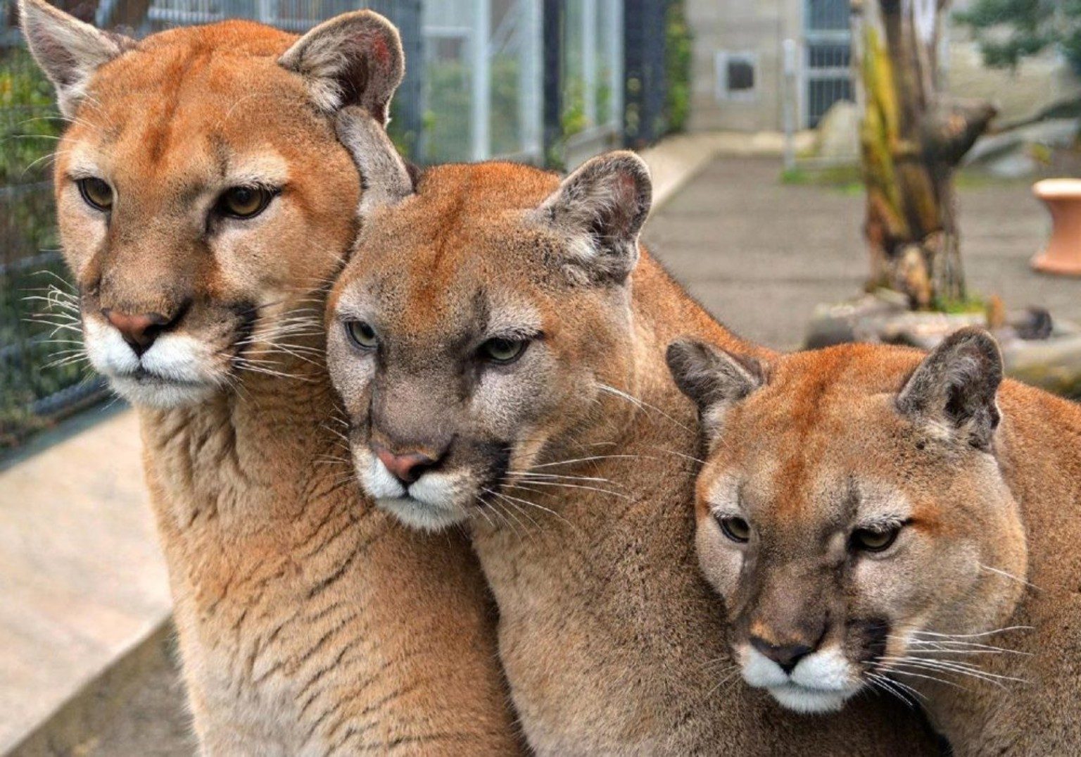 Cougar Mountain Zoo
